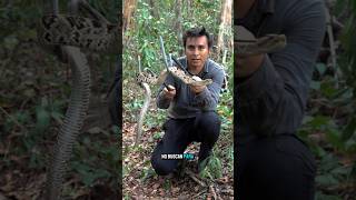 Agarré una VÍBORA DE CASCABEL YUCATECA 🐍 animales animalesmaravillosos naturaleza curiosidades [upl. by Mok798]