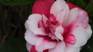 Camellias Delightful Winter and Spring Bloomers [upl. by Jerrome]