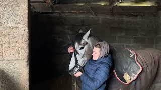 lot 77 clifden february sales [upl. by Ibrahim330]