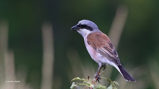 Redbacked shrike song  Lanius collurio  sfrâncioc roșiatic [upl. by Everett]