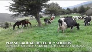 Hacienda de ganado lechero quotRancho Verdequot Azuay Nabon Llinbi [upl. by Oni]