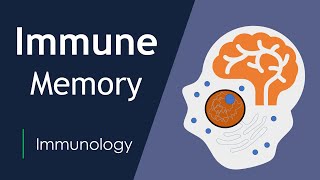 The Science of Immunological Memory  LongTerm Protection  Basic Science Series [upl. by Walston328]