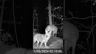 Clever Coyotes Scanning for Prey shorts trailcamera wildlife coyotes easterncoyote nature [upl. by Lehcsreh728]