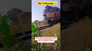 गौ माता ने रोकी रेलवे लाइनralway panipat haryana [upl. by Sandra]