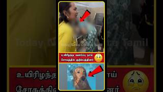 Pet Dog Death Issue  Tiruchendur Temple Elephant Issue  Sankarankovil Gomathi Elephant  shorts [upl. by Goth]