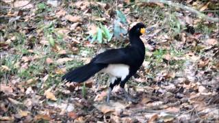 Black Curassow or Powis along the Rewa River Guyana [upl. by Adnir399]