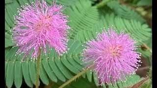 How to grow sensitive plantsMimosa pudica in Hindi [upl. by Ainafets455]