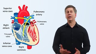 The Cardiovascular System An Overview [upl. by Sirehc]