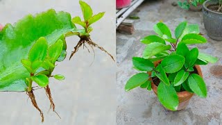 kalanchoe Pinnata Leaf Propagation [upl. by Dulla]