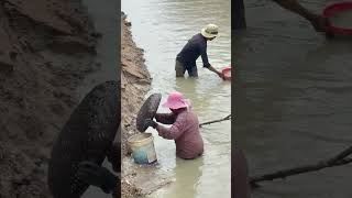 Villages catch fish  Catching fish in the river  Vlog catching fish viralshort catchingfish [upl. by Kunkle]