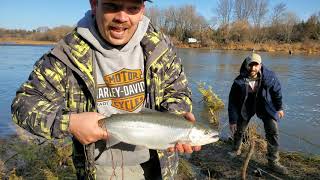 Saugeen river steelhead [upl. by Enajharas108]