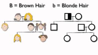 What are Pedigree Charts [upl. by Siron]