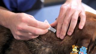 Applying a spot on treatment to your pet  Reservoir Vet Clinic [upl. by Caves]