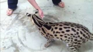 African Serval Spinning Wildly Out Of Control  WildTafaricom [upl. by Okihsoy]