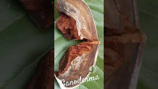 Ganoderma ganoderma [upl. by Marchak]