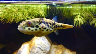 Spotted Congo Puffer eating snails  Tetraodon schoutedeni [upl. by Harak]