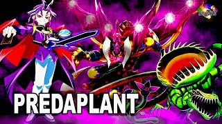 【YGOPRO】Predaplant Deck Master Rule 5 April 1st Banlist 2020 Yugioh [upl. by Ardys57]