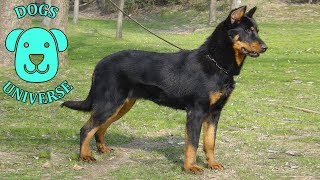 BEAUCERON ► Characteristics and temperament 🐶 [upl. by Emeric763]