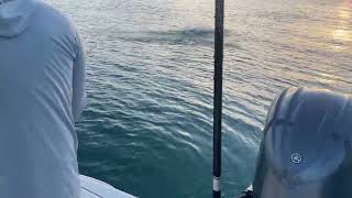 SALISH 10wt Tarpon [upl. by Nawj]