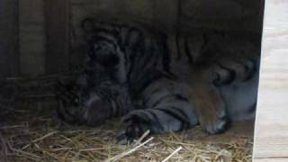 Tiger Cub Day 22  Sacramento Zoo [upl. by Nonnad]