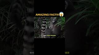 Amazing Fact about Ring Tailed Lemur animals facts knowledge [upl. by Lahsiv]