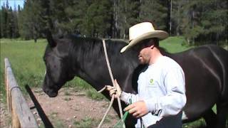 Putting a rope halter on a horse [upl. by Genisia]