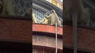 Black faced monkey animals karnataka playing [upl. by Nobile32]