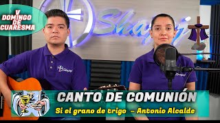 CANTO DE COMUNIÓN Si el grano de trigo  SHAJAJ Ministerio Católic [upl. by Rubenstein]