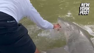 WATCH Florida fisherman bitten by shark pulled overboard in the Everglades [upl. by Timmy]