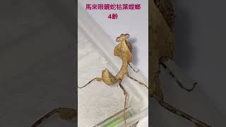 馬來眼鏡蛇枯葉螳螂4齡。mantis 😗🫡👍 [upl. by Ettenan]