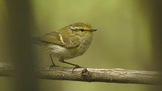 Pallass Warbler  Phylloscopus proregulus [upl. by Selena]