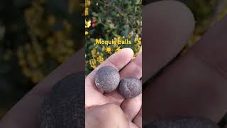 Moquis Balls [upl. by Vilma]