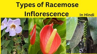 Types of Racemose Inflorescence Racemose Inflorescence characteristics and types [upl. by Orodoet]