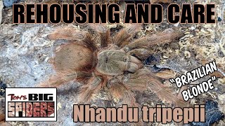 Nhandu tripepii quotBrazilian Blondequot Rehouse and Care [upl. by Augustus]