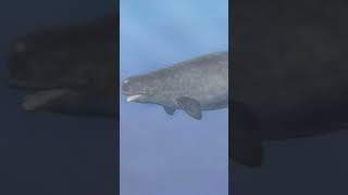 Animali ibridi che non credevi esistessero 😱 Pt5 narluga ibridonarvalobeluga [upl. by Hodgson]