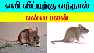 எலி வீட்டிற்கு வந்தால் என்ன பலன்  Lucky Pets for Home  Indian Astrology predictions [upl. by Lika]