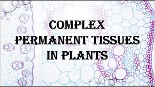 Complex permanent tissue [upl. by Boggers126]