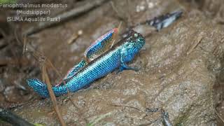 Periophthalmus modestus Mudskipper [upl. by Ttsepmet]