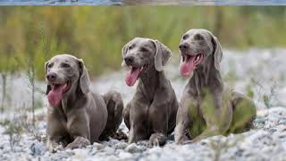 Weimaraner  large hunting dog breed [upl. by Cyn]