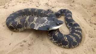 Eastern Hognosed Snake Heterodon platirhinos [upl. by Ennahtur]