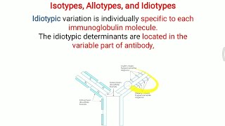 Isotypes Allotypes and Idiotype of Antibody [upl. by Bazar]