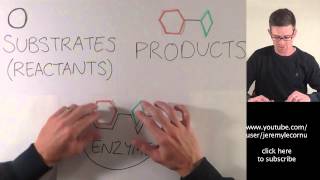 What Are Enzymes [upl. by Aliab]