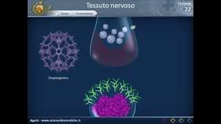 Istologia 22  Nervoso parte 2 [upl. by Mano]