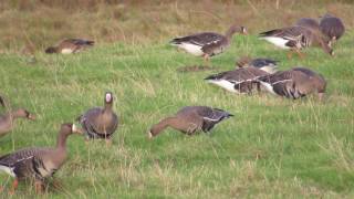 European Whitefronted Geese Salthouse Norfolk  161016 [upl. by Aisauqal]