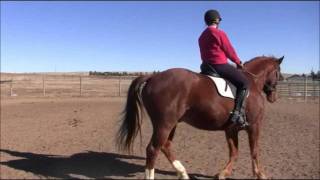 Dressage Horse Training Working on Turn on the Haunches [upl. by Vastha401]