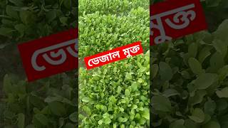 শীতকালীন সবজি মূলার শাক ভেজাল মুক্ত vegetables vegetablegarden vitamin naturalview naturelovers [upl. by Mcferren]