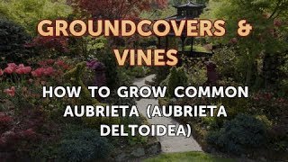 How to Grow Common Aubrieta Aubrieta Deltoidea [upl. by Ylatan]