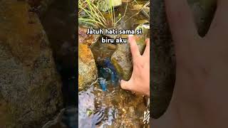 Capit birunya bikin jatuh hatifypシ゚viral fishing mancing capitbiru [upl. by Ripleigh]