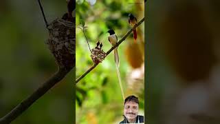 flycatcher birds nature naturephotography naturelovers song music tamil lovesong [upl. by Wardlaw797]