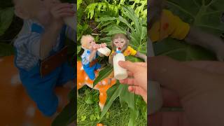 monkey babymonkey trendingshorts funny viral cute animals cutebaby smart shorts [upl. by Markiv]